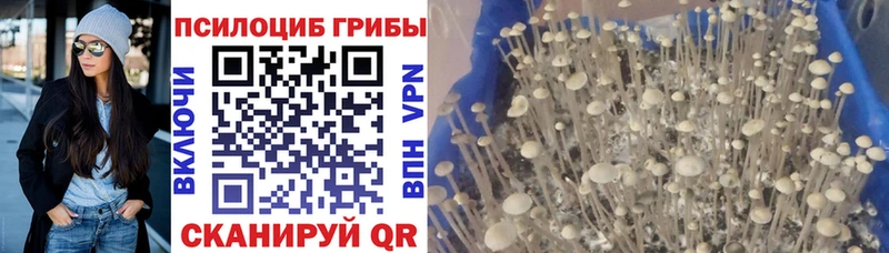 дарк нет клад  Горячий Ключ  Псилоцибиновые грибы GOLDEN TEACHER  как найти  